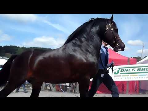 Vidéo: Welsh Cob Horse Race Hypoallergénique, Santé Et Durée De Vie