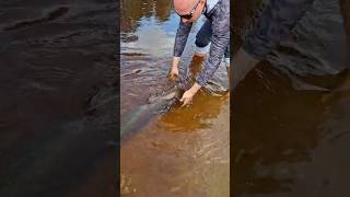 Поймал-отпусти! Catch&release! #бахта #келлог #fishing #лось #платопуторана #бор #таймень