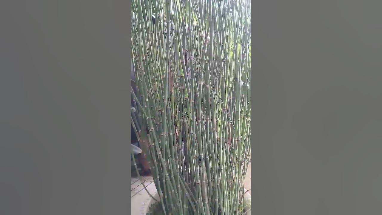 Ting Ting Plants YouTube ting-ting-plants-youtube