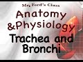 Respiratory System Quiz