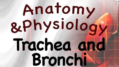 Respiratory System : Trachea and Bronchi Of The Respiratory System (16:04)