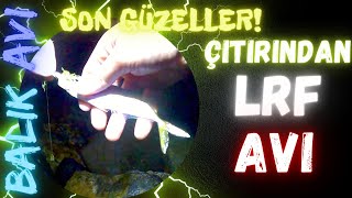 ÇITIRINDAN LRF AVI - DİŞLİDEN ÖNCE SON DEVLER  - EKİM 2023 - LRF İSTAVRİT AVI fishing balıkavı