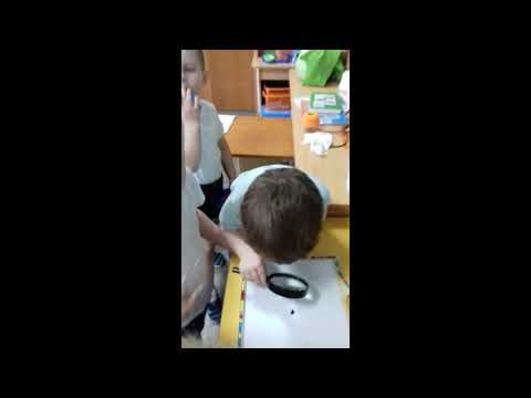 Как растёт живое: превращение гусеницы в бабочку