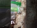 真綿のおふとんを貰って喜んでいるきなこちゃん