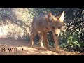 El Oasis del Semi Desierto / Fototrampeo / Gato Montés, Coyote, Pecarí, Conejo, Ratón / HD / México