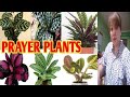 Calathea varieties prayer plantsmargie pulido vlogs