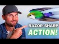 Start Capturing RAZOR-SHARP Birds in FLIGHT &amp; ACTION Photos!