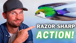 Start Capturing RAZOR-SHARP Birds in FLIGHT & ACTION Photos!