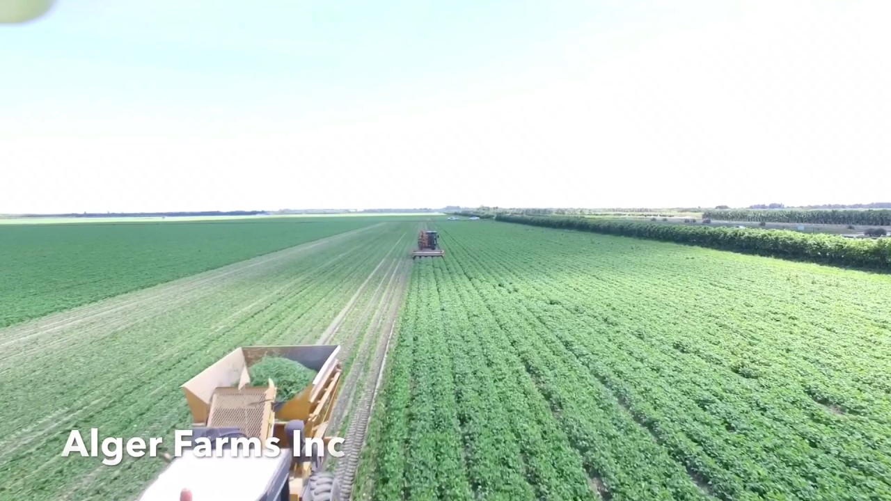 Alger Farms 2017 Snap bean Harvest YouTube