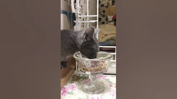 Watch the video about Cat Eating Dry Food #shorts