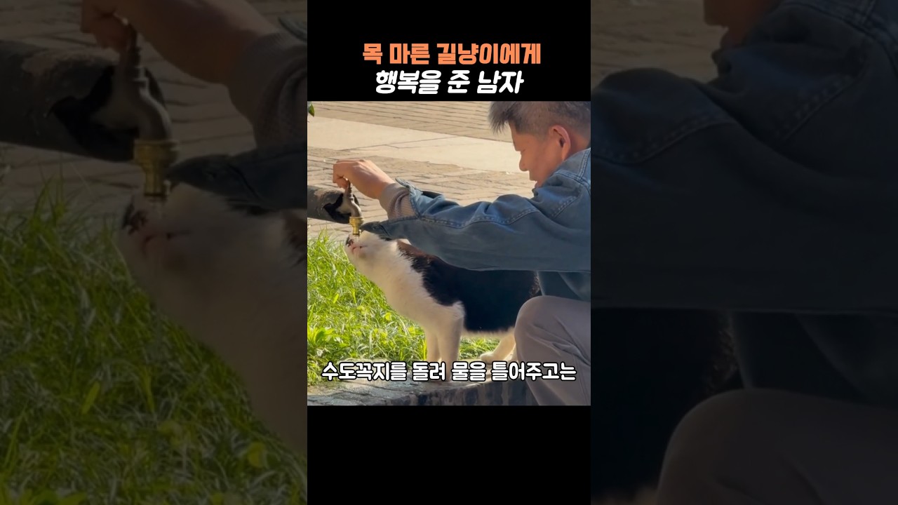 길냥이에게 행복을 준 남자 #길냥이 #고양이 #행복 #고양이쇼츠