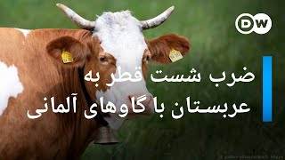 قطر با گاوهای آلمانی به عربستان ضرب شست نشان می‌دهد