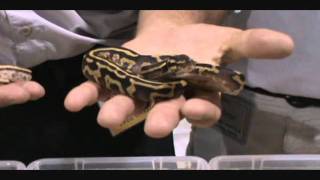 Python Hunters Daytona: Graziani Reptiles