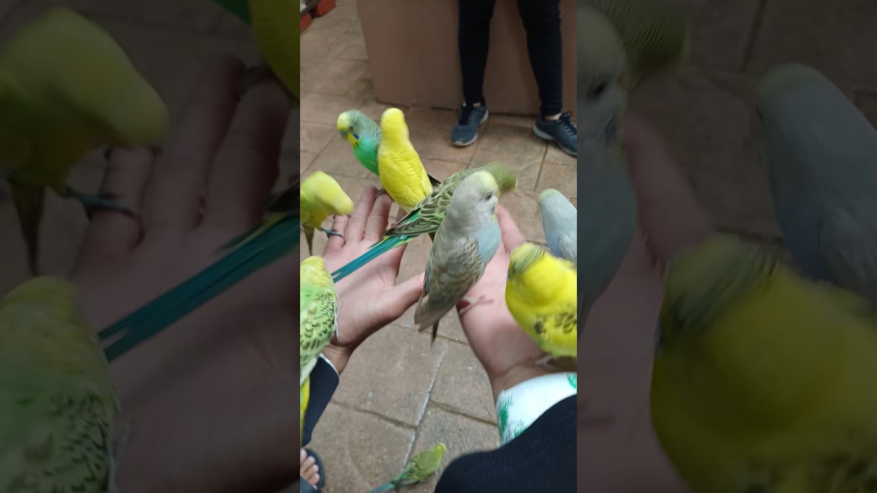 TAMAN BURUNG LANGKAWI 