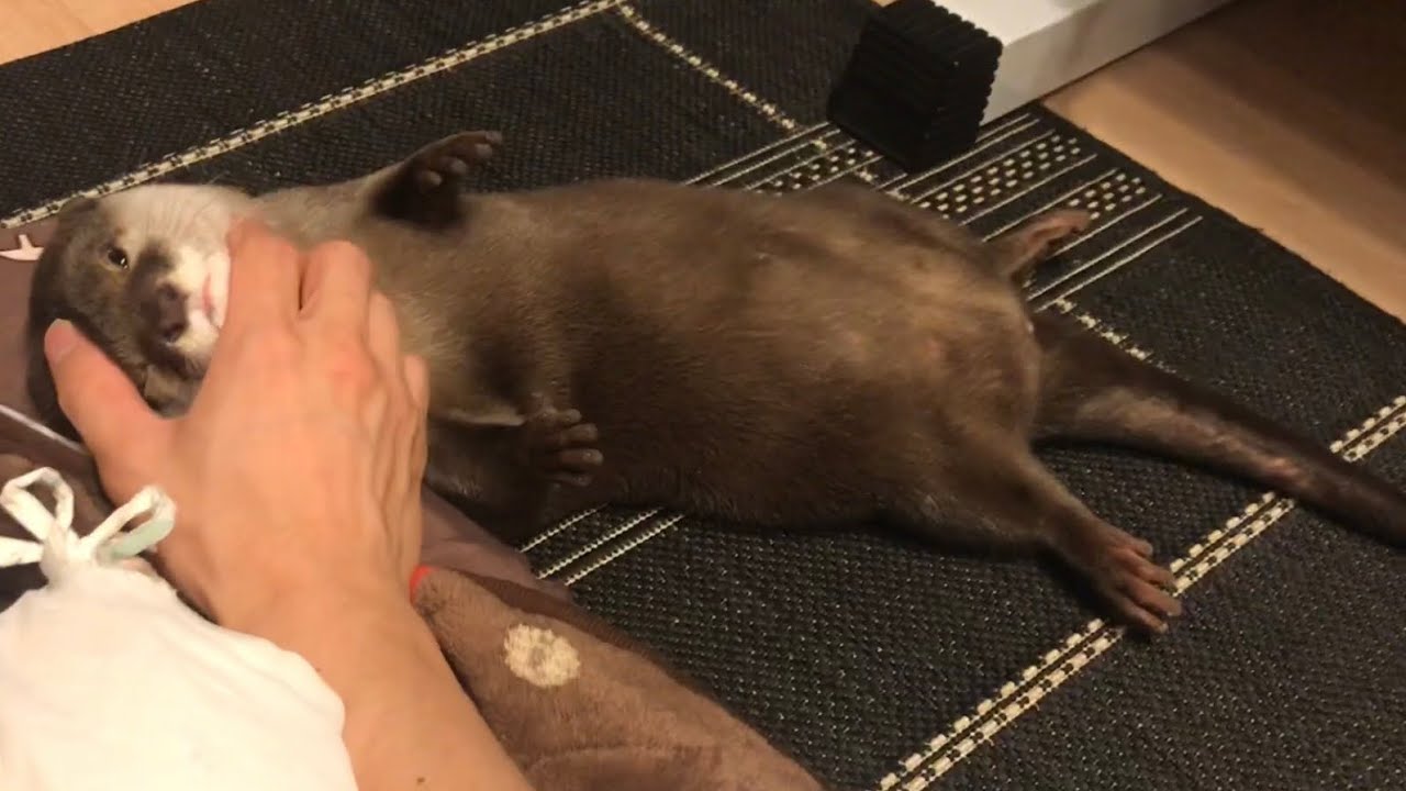 カワウソさくら 次はこっちをマッサージしろと指示してくる Otter is