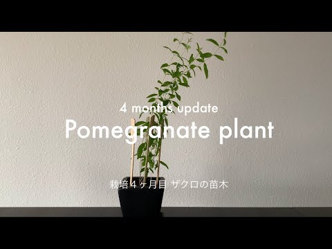 4 Months Update Pomegranate Plant 栽培4ヶ月目 ザクロの苗木 Youtube