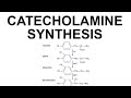 Catecholamine Synthesis