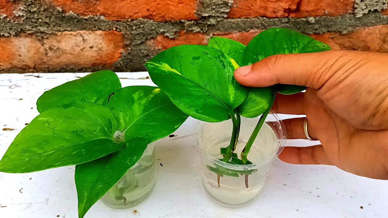 How to grow Money plant from single leaf in water Money plant