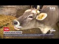 Рогата красуня: у Німеччині обрали найгарнішу корову регіону Гессен