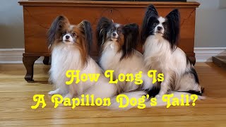 How Long Is A Papillon Dog's Tail?