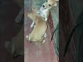 #mr_vvv #comedy #trending #funny #petowner #pets #petlover