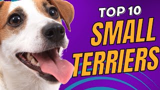 Top 10 Small Terrier Dog Breeds You'll Adore - Dogs 101 by Animal Facts 2,192 views 4 months ago 14 minutes, 15 seconds