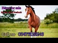 Most beautiful horse for sale Mirpur Azad Kashmir 03475120243