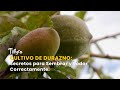 Cultivo de Durazno: Secretos para Sembrar y Podar Correctamente - TvAgro por Juan Gonzalo Angel