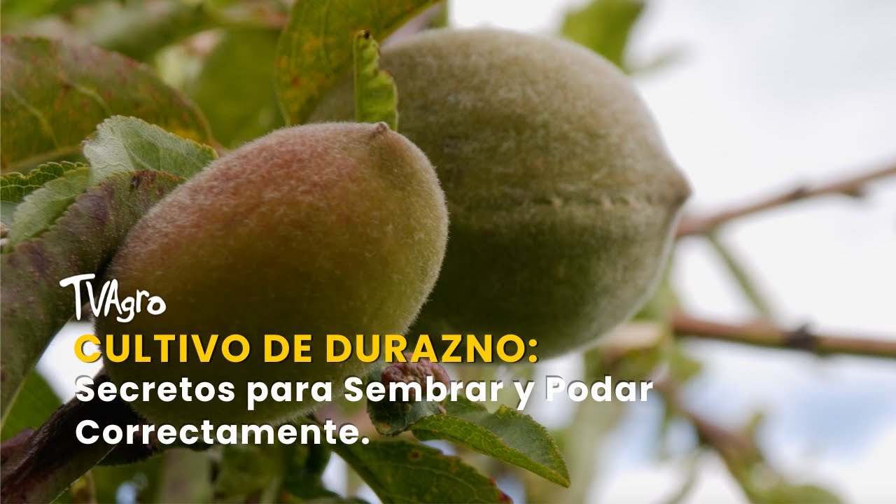 Cultivo de Durazno: Secretos para Sembrar y Podar Correctamente - TvAgro por Juan Gonzalo Angel