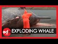 Exploding sperm whale Carcass caught on camera in The Faroe Islands!