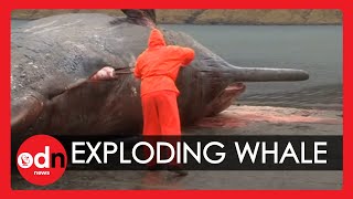 Exploding sperm whale Carcass caught on camera in The Faroe Islands!(Subscribe to ITN News: http://bit.ly/itnytsub A camera captured the moment a sperm whale carcass, which washed up in the Faroe Islands, exploded. The clip ..., 2013-11-30T14:48:46.000Z)