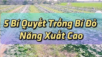 5 BÍ QUYẾT trồng bí đỏ hồ lô đạt năng xuất cao 🌱