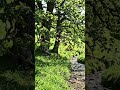 #tree #grass #birds #fly #water #waterfall #nature #natural #shortvideo #shorts #shortsfeed #short