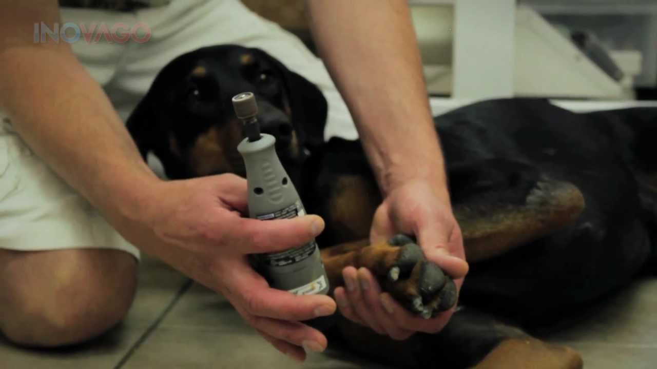 Toilettage Pour Chien Comment Couper Les Griffes