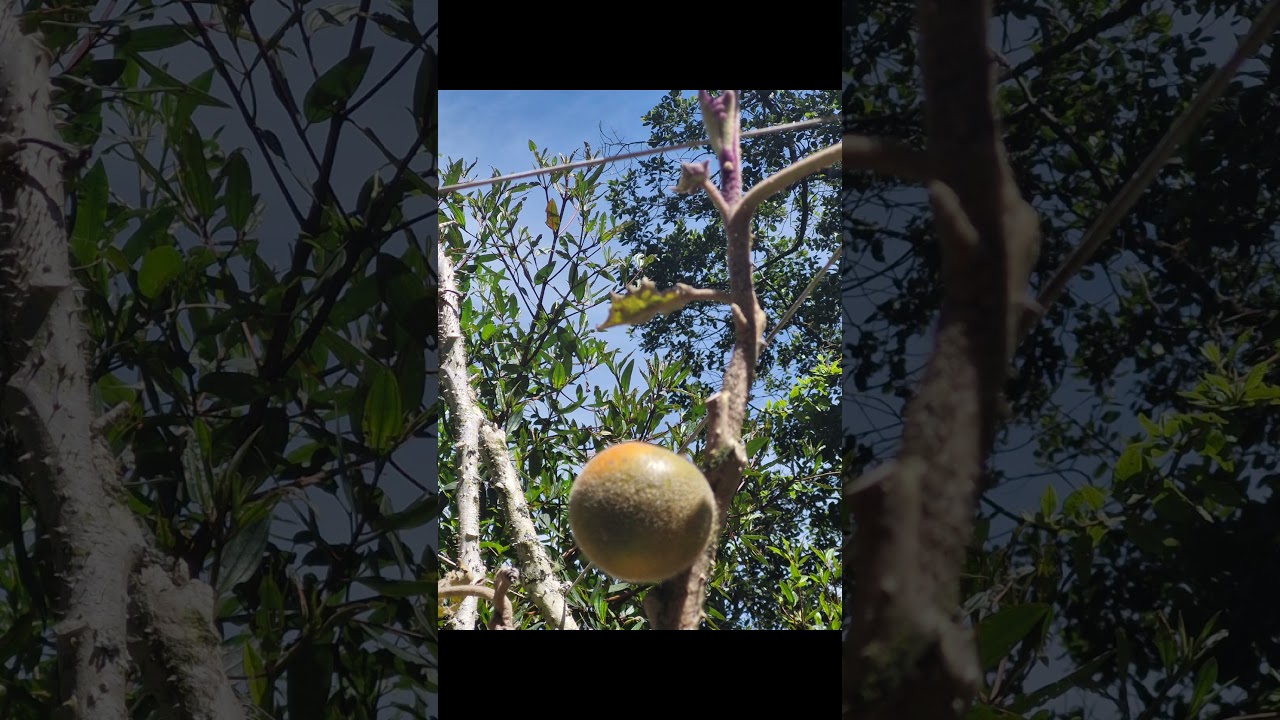 4 de septiembre de 2025