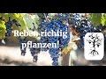 Reben richtig pflanzen - so pflanzt man im Garten | Tafeltrauben