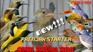 suara prenjak starter mix burung kecil ribut atasi burung yang gak mau turun dan di atas #part 055