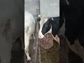 ده نکته مهم در پرورش گاوهای شیری ویژه شیر بالا پنجاه کیلو ده نکته مهم در پرورش گاوهای شیری ویژه شیر بالا پنجاه کیلو