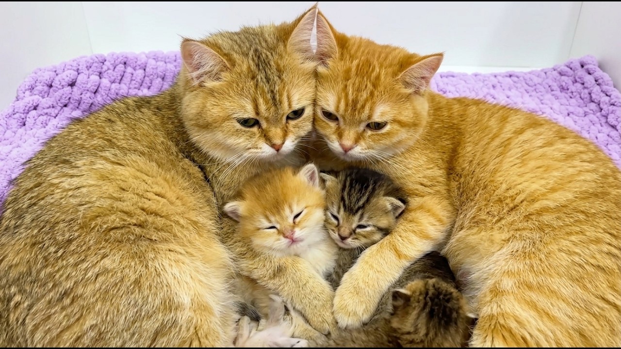 愛情2倍】ママ猫がふたり！ 子猫を協力して子育てする幸せな光景