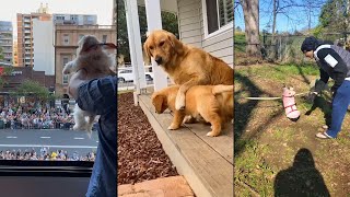Dogs and their Scooby-Doo moments