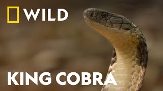 King Cobra vs King Cobra | Snake Bite | National Geographic WILD UK