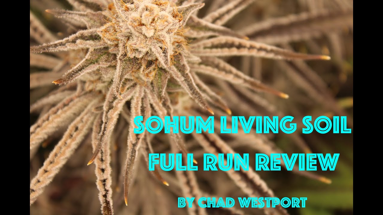 Sohum Living Soil  -  Full Run Review w/ Chad Westport : Spider Farmer