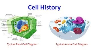 Cell History (old version)