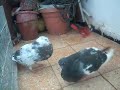 Pigeon gonfleur حمام النفاخ #حمام_النفاخ #pigeon #pigeonlover #محبي_الحيوانات #birds #birdsounds