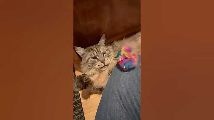 Video 7232501: big fluffy cat, cat cute fluffy, polydactyl cat, cat old