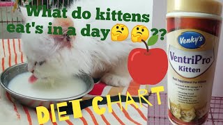 Best diet plan for below 2 months old persian cats in Telugu