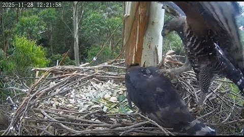 Wojownik wspaniały Crowned Eagle Zimbali Estate - UFO & Comet z amorami & 🥚🥚 2025 11 28