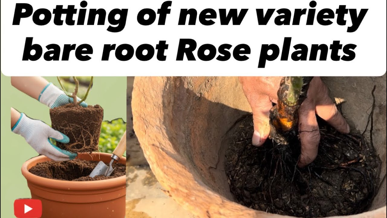Potting of new variety bare root Rose plants #fypシ゚viral #garden #roseflowers #youtube 