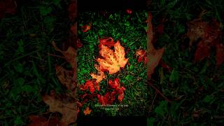 Autumn (Fall) 2025