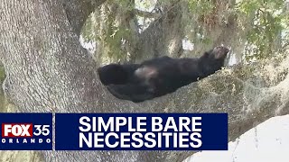 Bear snoozing in tree near Florida day care